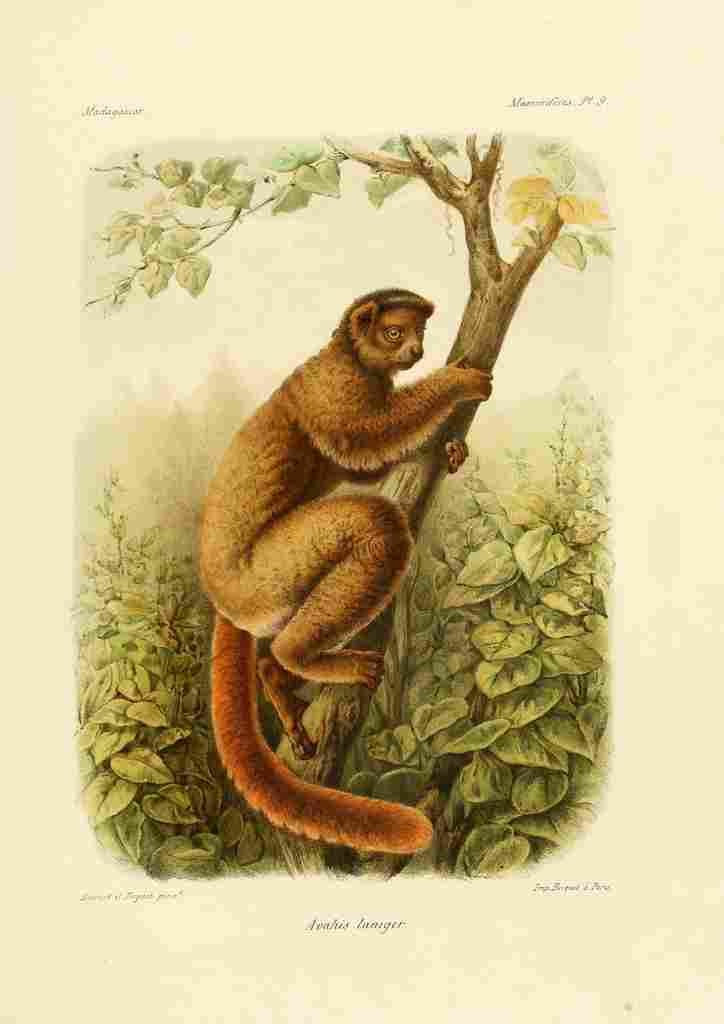 Bocourt Madagascar 1885 Sifaka Avahis Laniger A4 Photo Print