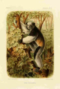 Bocourt Madagascar 1885 Sifaka Indris Brevicaudatus A4 Photo Print