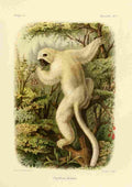 Bocourt Madagascar 1885 Von de Deckens Sifaka A4 Photo Print