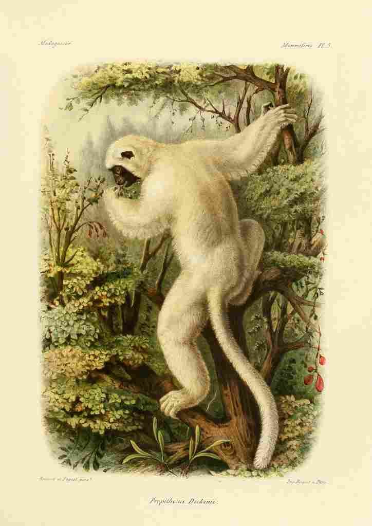Bocourt Madagascar 1885 Von de Deckens Sifaka A4 Photo Print