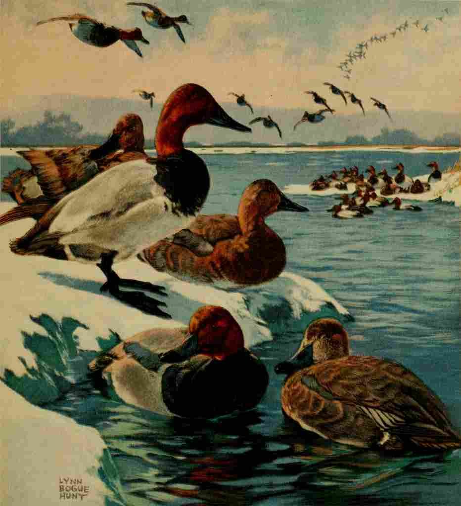 Bogue Hunt Game birds 1917 Canvasback Redhead A4 Photo Print