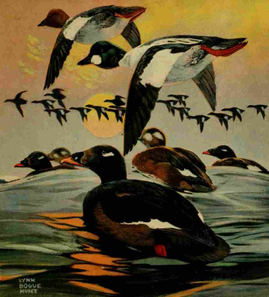 Bogue Hunt Game birds 1917 Golden eye & Scoter A4 Photo Print