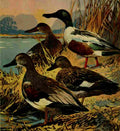 Bogue Hunt Game birds 1917 Gray & Shoveller A4 Photo Print