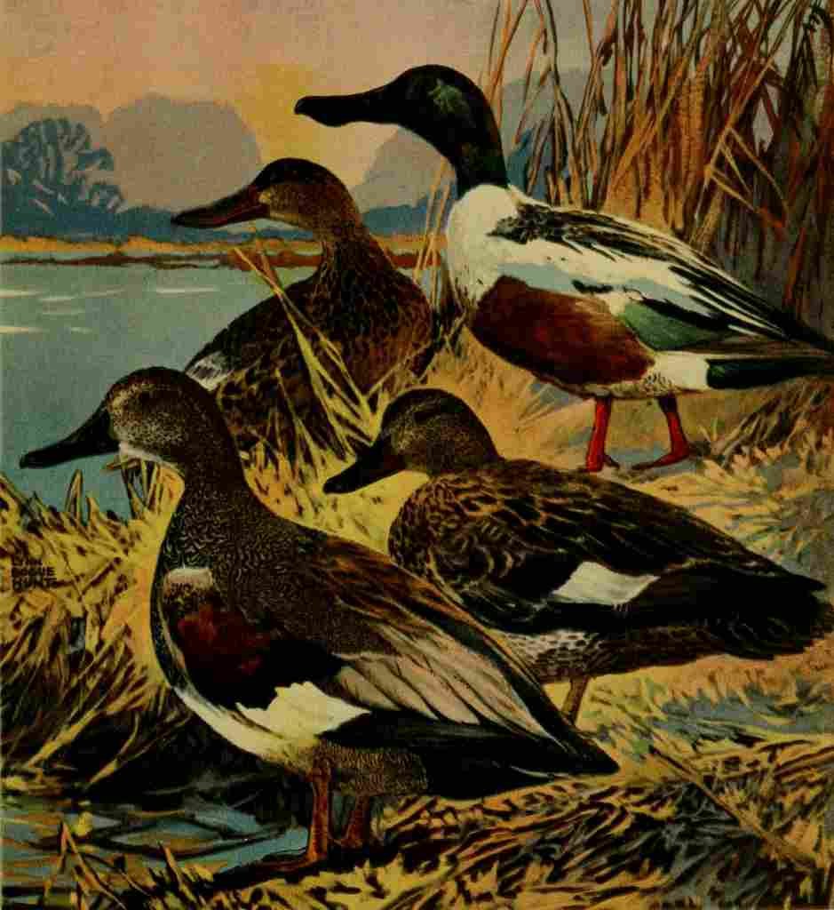 Bogue Hunt Game birds 1917 Gray & Shoveller A4 Photo Print