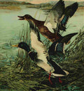 Bogue Hunt Game birds 1917 Mallard A4 Photo Print