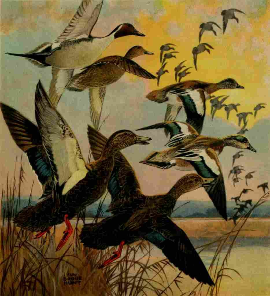 Bogue Hunt Game birds 1917 Pintail et al A4 Photo Print