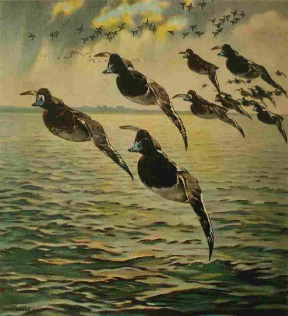 Bogue Hunt Game birds 1917 Scaup Duck A4 Photo Print