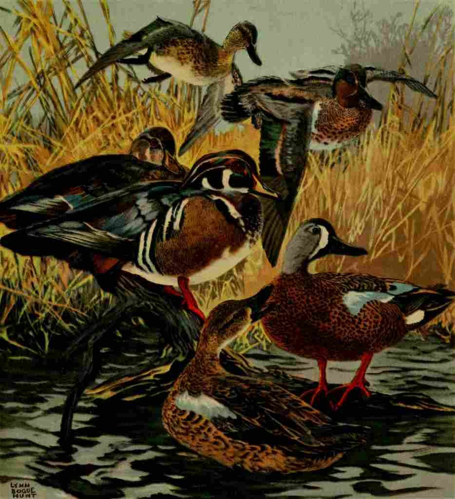 Bogue Hunt Game birds 1917 Wood duck & Teals A4 Photo Print