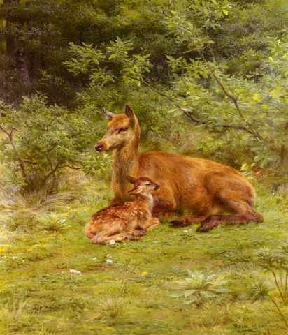 Bonheur RosDoe And Fawn In Thicket A4 Photo Print