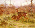Bonheur RosUn Couple De Chevreuils Dans Le Foret De Fontainebleau A4 Photo Print