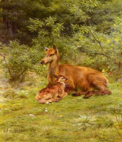 Bonheur Rosa Doe And Fawn In A Thicket A4 Photo Print