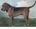 Book of Dogs Illustrations 04 Vintage Illustration A4 Photo Print