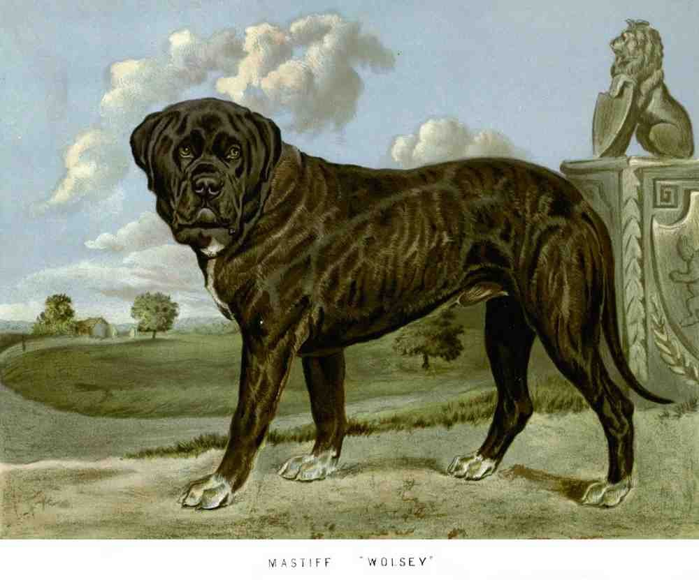 Book of Dogs Illustrations 05 Vintage Illustration A4 Photo Print