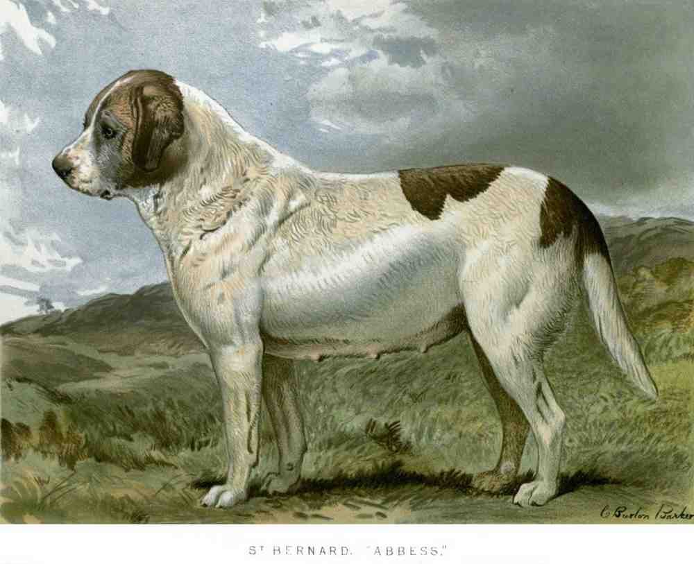 Book of Dogs Illustrations 06 Vintage Illustration A4 Photo Print