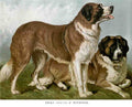 Book of Dogs Illustrations 07 Vintage Illustration A4 Photo Print