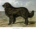 Book of Dogs Illustrations 08 Vintage Illustration A4 Photo Print