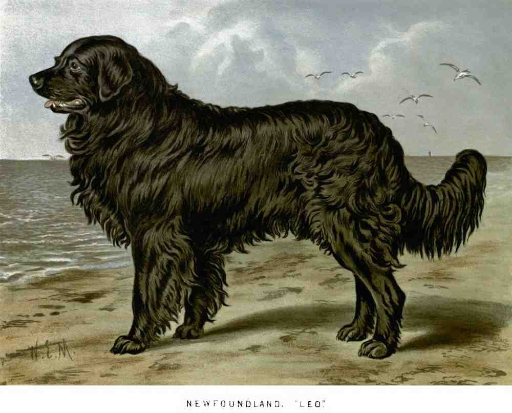 Book of Dogs Illustrations 08 Vintage Illustration A4 Photo Print