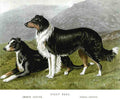 Book of Dogs Illustrations 09 Vintage Illustration A4 Photo Print