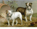 Book of Dogs Illustrations 10 Vintage Illustration A4 Photo Print