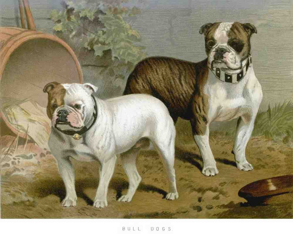 Book of Dogs Illustrations 10 Vintage Illustration A4 Photo Print