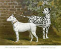 Book of Dogs Illustrations 11 Vintage Illustration A4 Photo Print