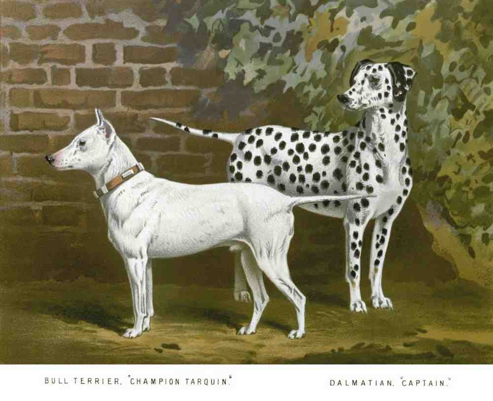 Book of Dogs Illustrations 11 Vintage Illustration A4 Photo Print