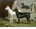 Book of Dogs Illustrations 12 Vintage Illustration A4 Photo Print
