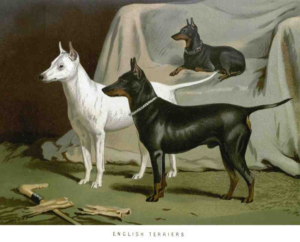 Book of Dogs Illustrations 12 Vintage Illustration A4 Photo Print