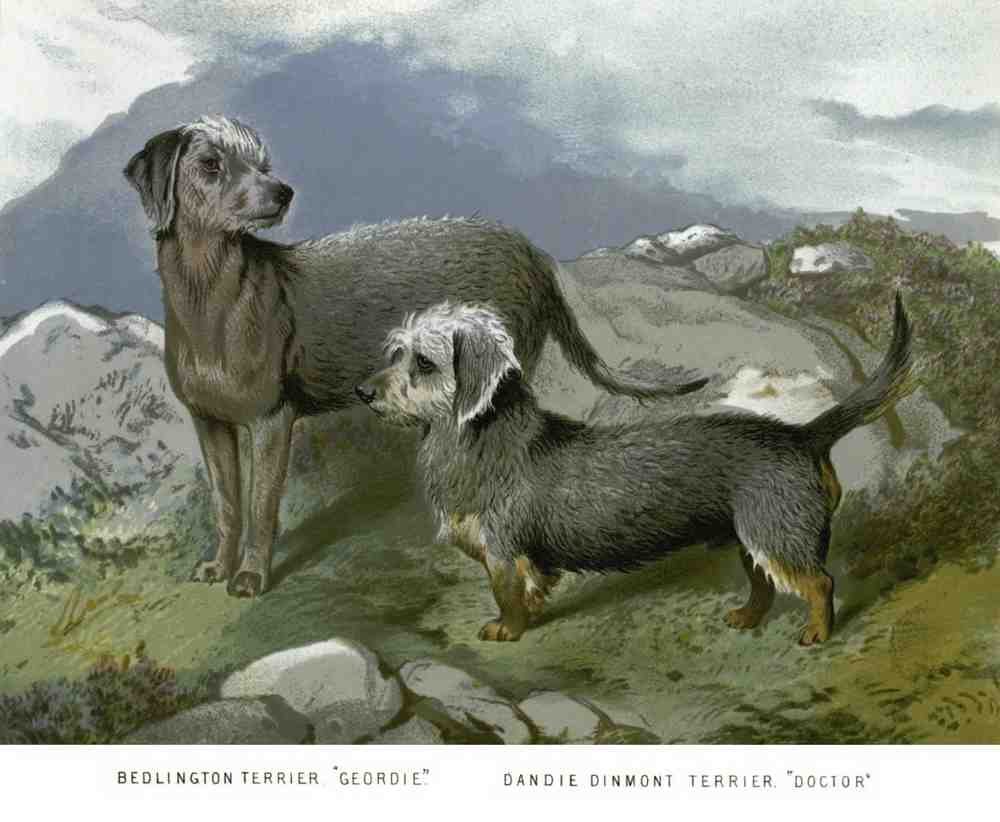 Book of Dogs Illustrations 13 Vintage Illustration A4 Photo Print