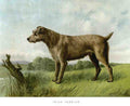 Book of Dogs Illustrations 14 Vintage Illustration A4 Photo Print