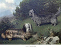 Book of Dogs Illustrations 15 Vintage Illustration A4 Photo Print
