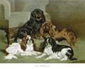 Book of Dogs Illustrations 16 Vintage Illustration A4 Photo Print