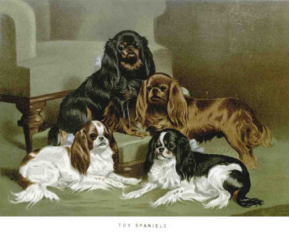Book of Dogs Illustrations 16 Vintage Illustration A4 Photo Print
