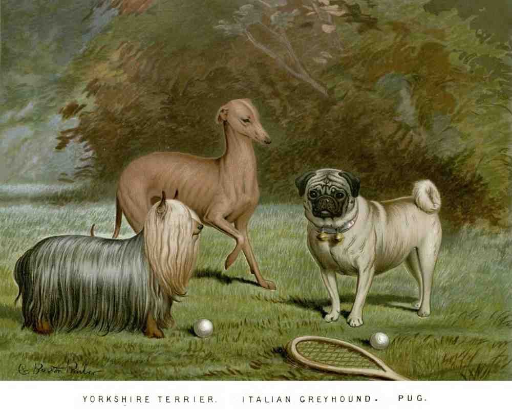 Book of Dogs Illustrations 17 Vintage Illustration A4 Photo Print