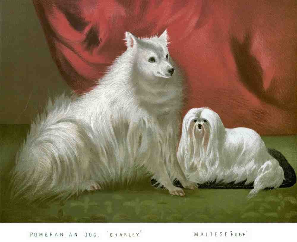 Book of Dogs Illustrations 18 Vintage Illustration A4 Photo Print