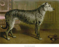 Book of Dogs Illustrations 19 Vintage Illustration A4 Photo Print