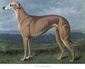 Book of Dogs Illustrations 20 Vintage Illustration A4 Photo Print