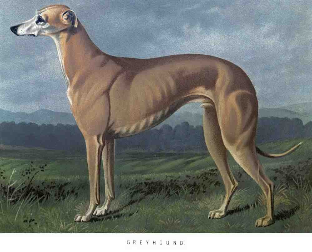 Book of Dogs Illustrations 20 Vintage Illustration A4 Photo Print