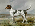Book of Dogs Illustrations 21 Vintage Illustration A4 Photo Print