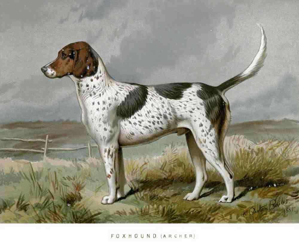 Book of Dogs Illustrations 21 Vintage Illustration A4 Photo Print