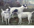 Book of Dogs Illustrations 22 Vintage Illustration A4 Photo Print