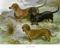Book of Dogs Illustrations 23 Vintage Illustration A4 Photo Print