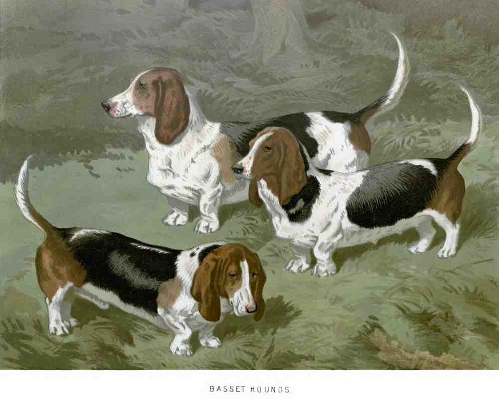 Book of Dogs Illustrations 24 Vintage Illustration A4 Photo Print