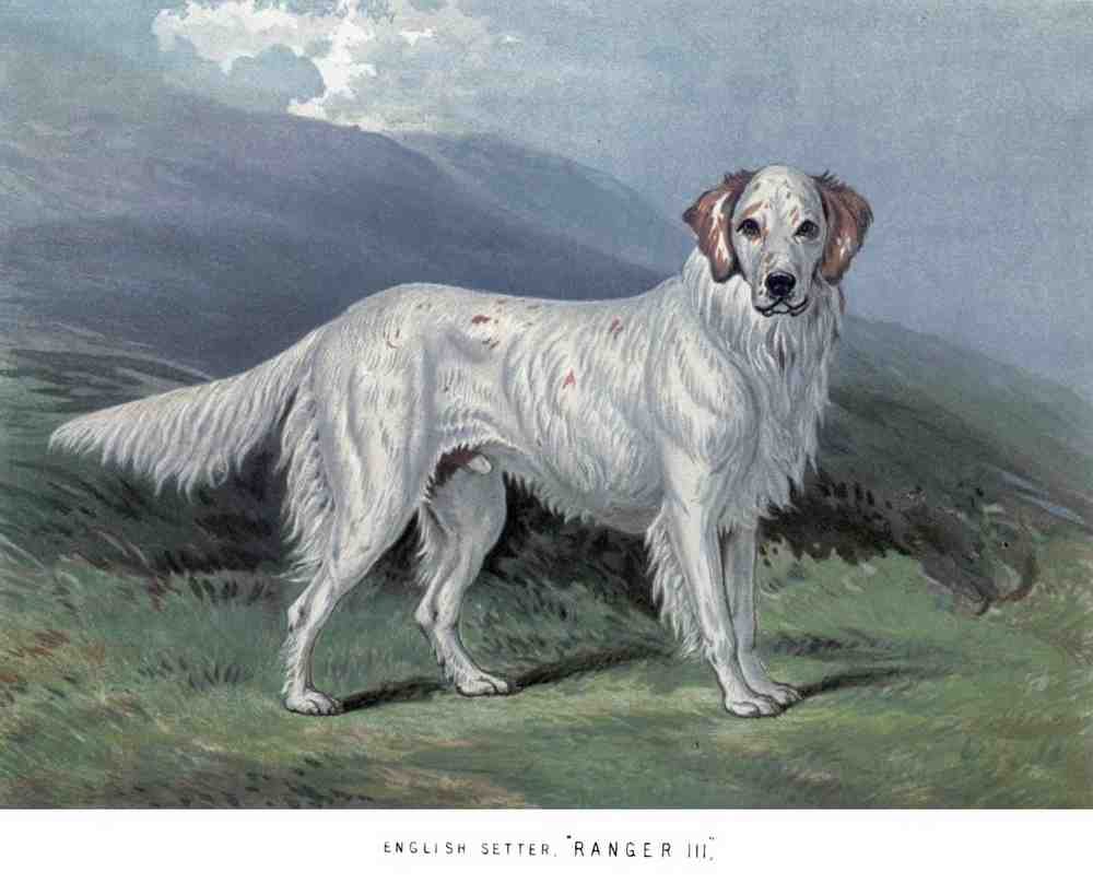 Book of Dogs Illustrations 25 Vintage Illustration A4 Photo Print