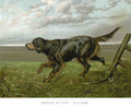 Book of Dogs Illustrations 26 Vintage Illustration A4 Photo Print