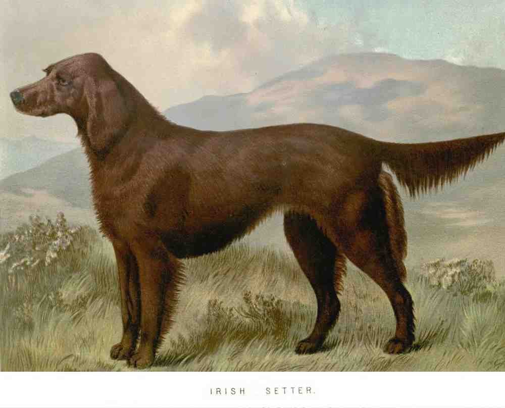 Book of Dogs Illustrations 27 Vintage Illustration A4 Photo Print