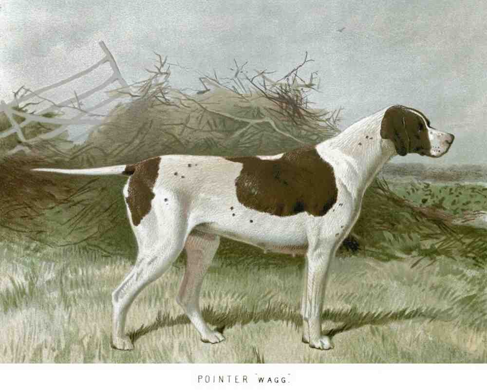 Book of Dogs Illustrations 28 Vintage Illustration A4 Photo Print