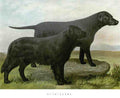 Book of Dogs Illustrations 29 Vintage Illustration A4 Photo Print