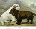 Book of Dogs Illustrations 30 Vintage Illustration A4 Photo Print