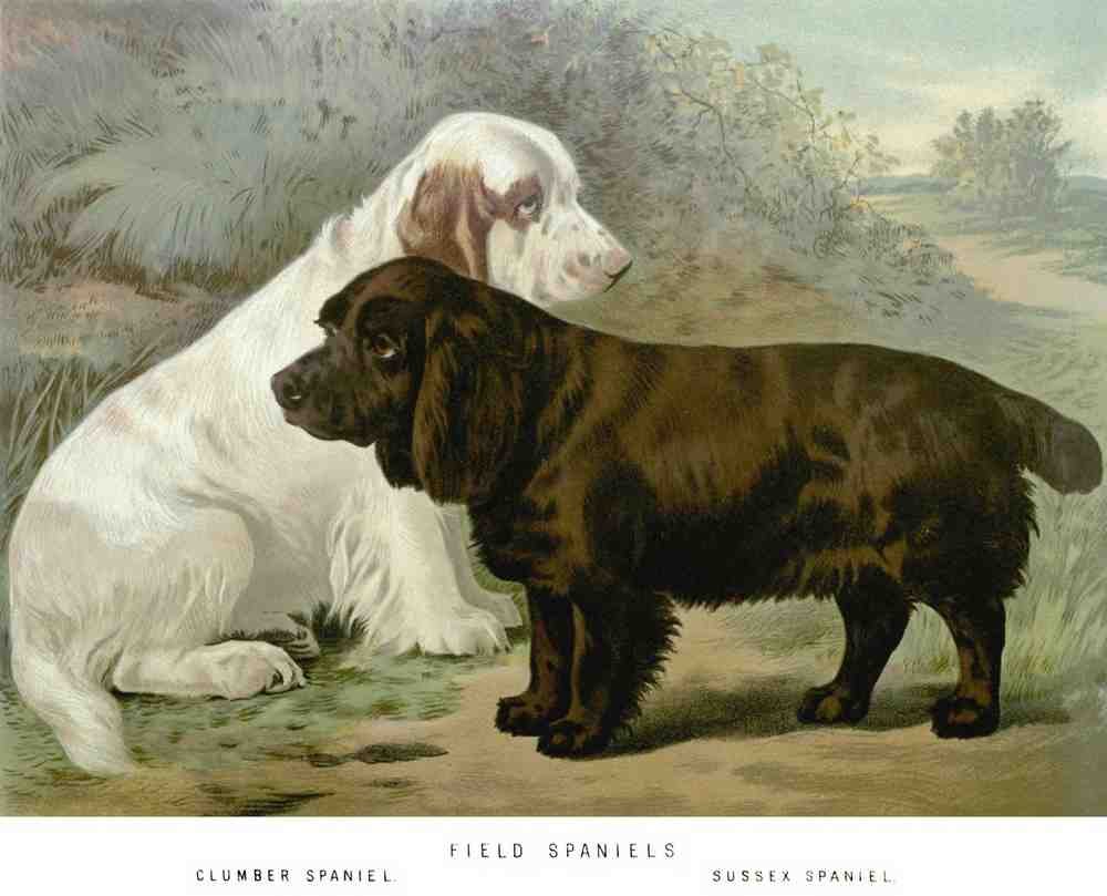 Book of Dogs Illustrations 30 Vintage Illustration A4 Photo Print